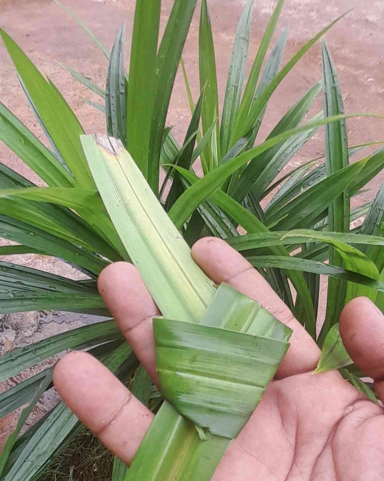 Daun pandan cukup diikat seperti ini lalu dimasukkan dalam masakan untuk menambah aroma makanan (dok pribadi)