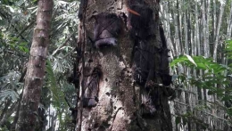 Pohon Tara, makam bayi,  di Kambira, Tana Toraja. Karena dosa manusia, sebelum pertemuan orang Toraja dengan Yesus, arwah bayi suci tidak dapat bersatu kembali dengan Sang Pencipta(Dokpri)