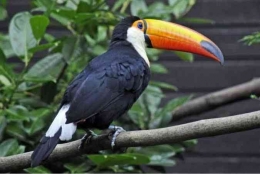 Burung Toucan | Sumber: wildrepublic.com