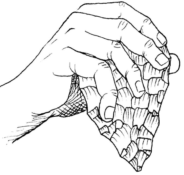 Gambar 5. Kapak batu manusia purba dibuat untukmemudahkan pekerjaan memotong bahan buruan/wikipedia