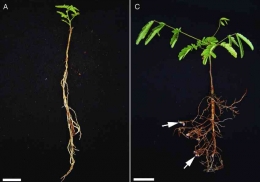 Deskripsi : Rhizobium pada tumbuhan Putri Malu. (Sumber : researchgate.net)
