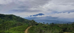 Pemandangan Gunung Gede dan kebun teh (sumber foto: dokumentasi pribadi)