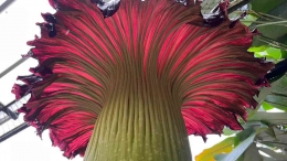 Ukran dan warna bunga bangkai sangat unik. Photo: Cairns Botanical Garden. 