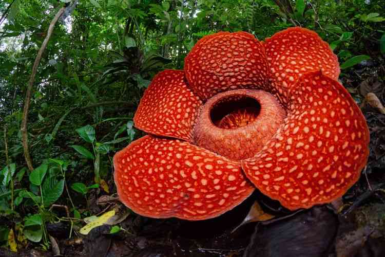  Rafflesia arnoldii jenis bunga bangkai yang tidak berkerabat dengan  Amorphophallus titaniumImage. Photo:   Maizal, Shuttersotck/Kompas