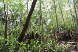 Vegetasi mangrove sekitar anak sungai/dok pribadi