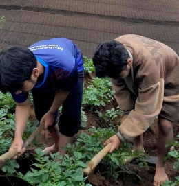 gambar: memacul tanah dikebun kentang (Dok. pribadi)