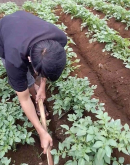 gambar : memacul tanah kebun agar rapi dan kentang tumbuh dengan baik (Dok. pribadi)
