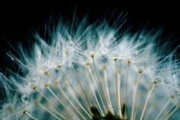 Ilustrasi bunga dandelion yang bermakna kuat dalam menghadapi kehidupan| Pixabay.com