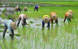 Potret menanam padi di sawah (sumber gambar: baranews.com) 