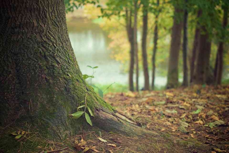 Membangun ulang kawasan hutan akan memberi kontribusi besar terhadap perbaikan alam | Sumber gambar : pixabay.com / Picography