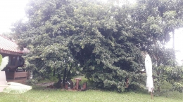 Pohon sawo yang rimbun. (Foto: Dokpri)