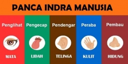 Panca Indera Manusia (Sumber : /ayoguruberbagi.kemdikbud.go.id)