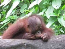 Foto Orangutan (Tri Atmoko)