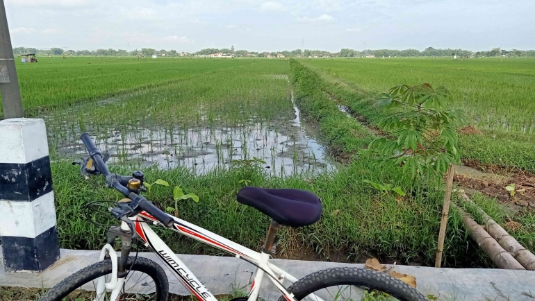 Cek kebutuhan air tanaman padi | Foto Dokumentasi pribadi