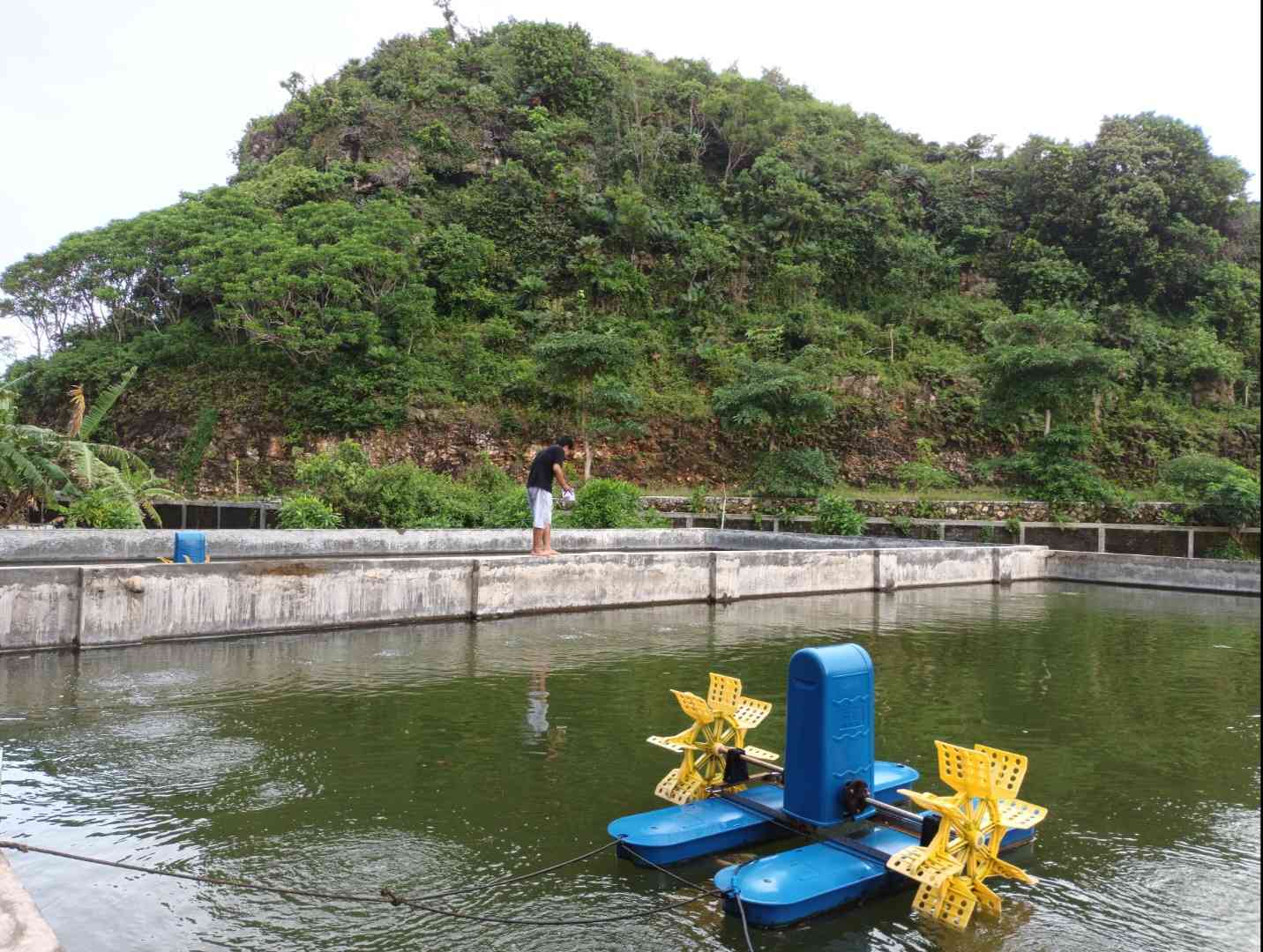 Balai Budidaya Air Laut Sundak Gunung Kidul Yogyakarta, memelihara ikan bandeng dan udang. | Foto: Wahyu Sapta.