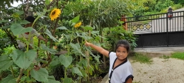 Anak perempuanku mulai tertarik mengamati bunga matahari yang sedang mekar di sekitar pekarangan (dok pribadi)
