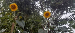 Daun bunga matahari pun banyak manfaatnya (dok pribadi)