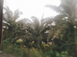 Kebun kelapa sawit di wilayah Sulbar. Doc Pri