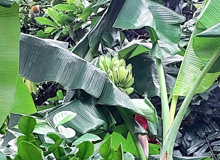 Pohon pisang inspiratif di pekarangan sedang berbuah (Dokpri)