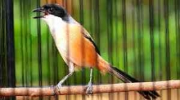 Seekor Burung Yang Tengah Berkicau | Sumber WWB Indonesia