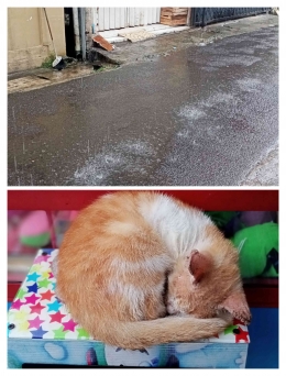 Menunggu hujan reda ditemani kucing tidur (dokumen pribadi)