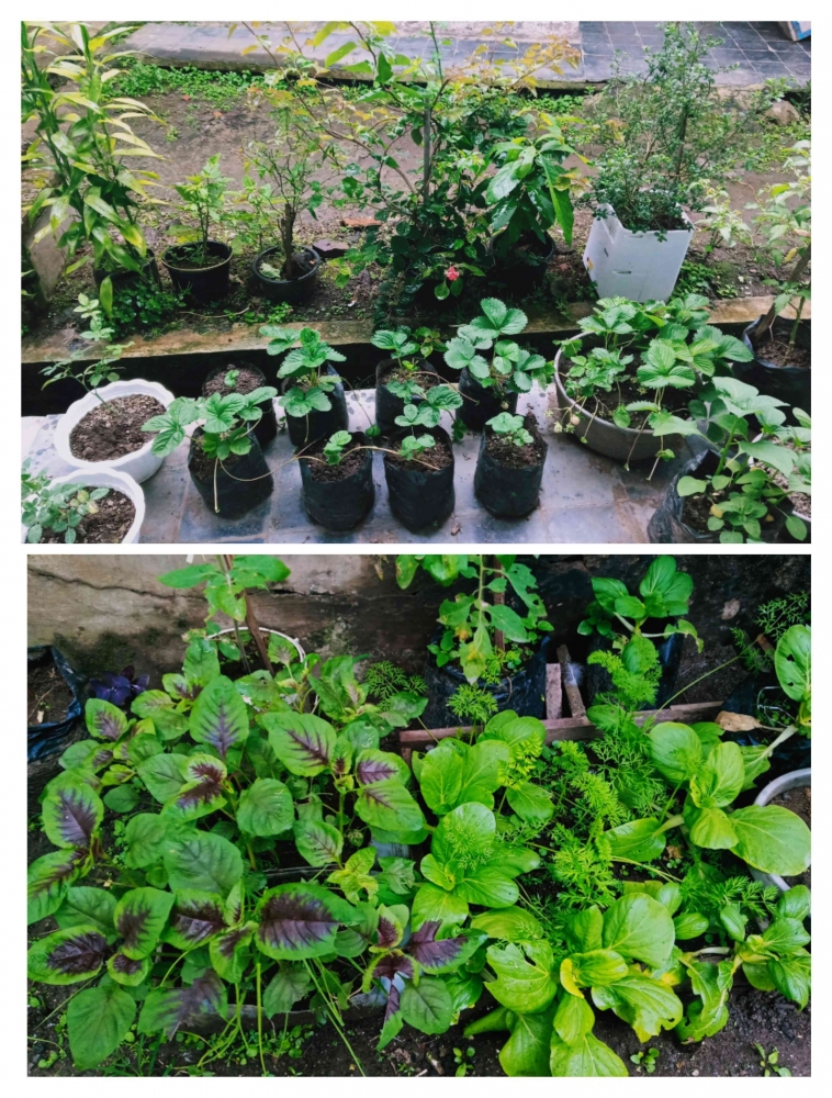 Berkebun (Sumber: Dokumentasi pribadi)