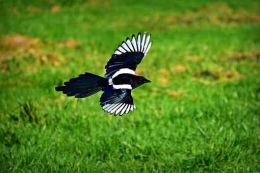 Ilustrasi Burung Murai yang sedang terbang (pixabay.com)