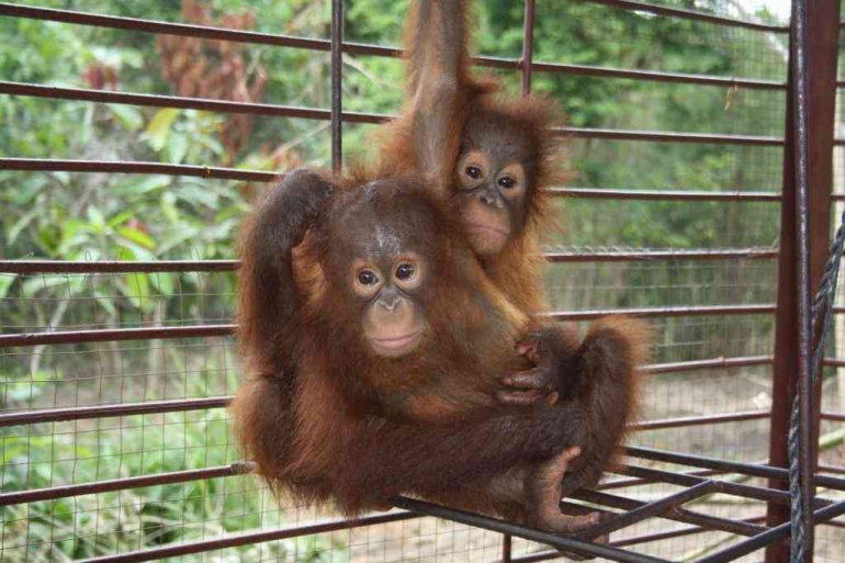 Bayi Orang Utan di International Animal Rescue Centre, Ketapang, Kalimantan Barat, Indonesia.