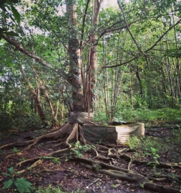 Merawat pohon seperti menjaga kehidupan manusia. (Sumber: Instagram Resan Gunungkidul)