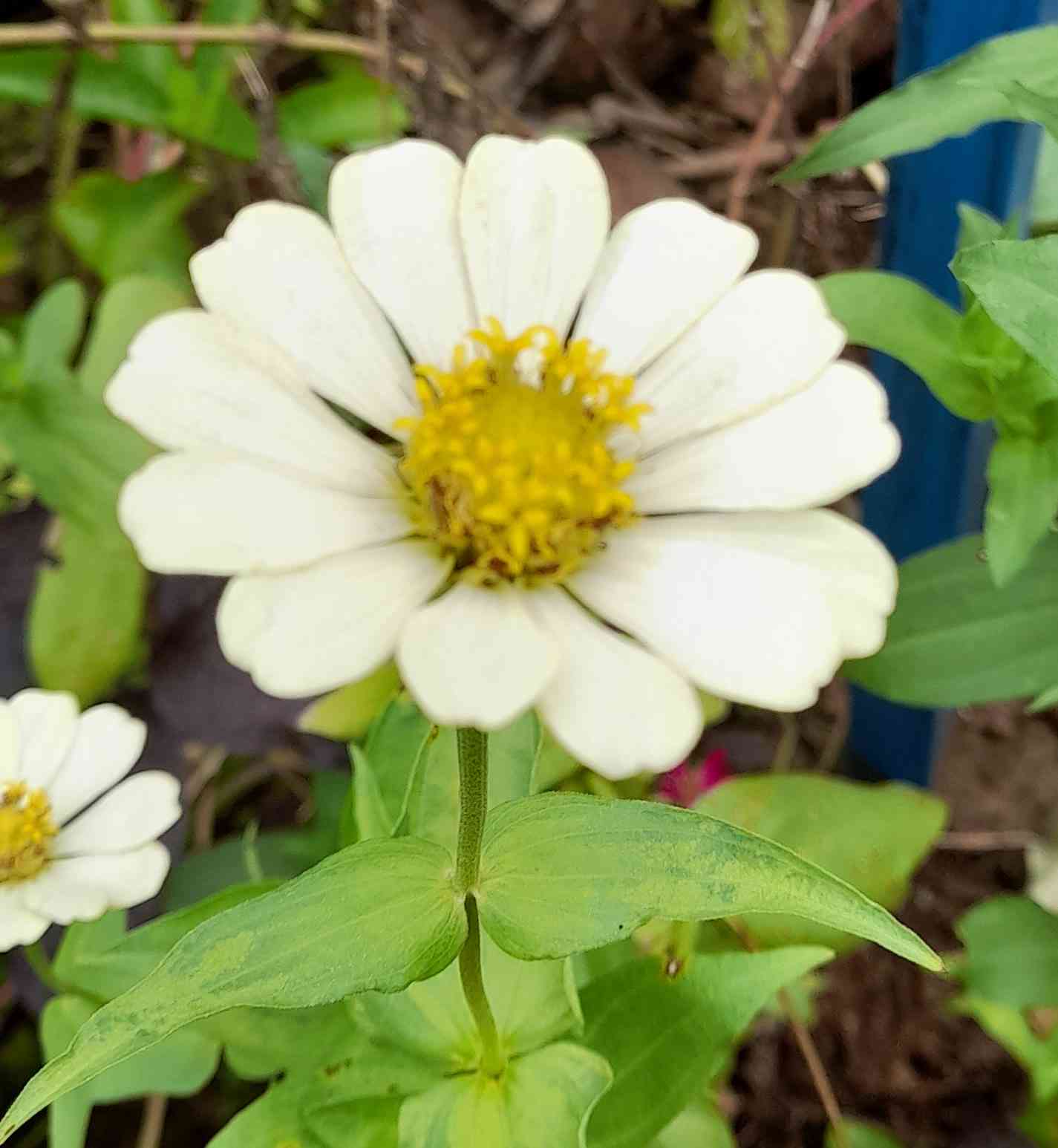 Berkenalan Dengan Zinnia, Si Cantik Nan Anggun Di Taman Halaman 1 ...