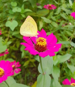 Kupu-kupu adalah salah satu serangga yang rajin bertamu dan bertengger di atas Zania nan cantik (Dokumentasi pribadi)