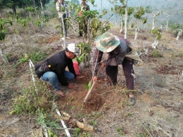 Upaya Rehabilitasi Hutan dan Lahan (doc.Rasna)