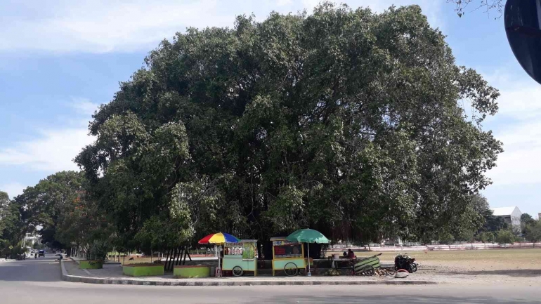 Ilustrasi Pohon Beringin Soekarno di Atambua (foto: Dion DB Putera)