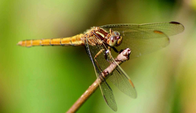 Dragonfly | By: Pixabay