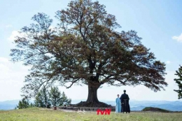 Pohon besar tempat Jang Uk berjanji bersama Mu Deok. (HanCinema.com)