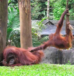 Jenis kera (orangutan) (Sumber: dokpri)