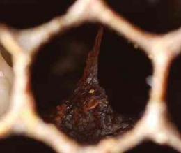 Tempat larva menjadi rusak menyebabkan kematian larva. Photo: Food and Environment Research Agency (Fera) 