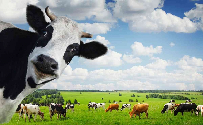Give a Cow Its Due (modernfarmer.com)