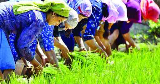 Para wanita sedang menanam padi di Jammu dan Kashmir. | Sumber: dailyexcelsior.com