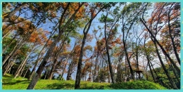 Pohon miring berdamai dengan angin (foto dokumen pribadi)