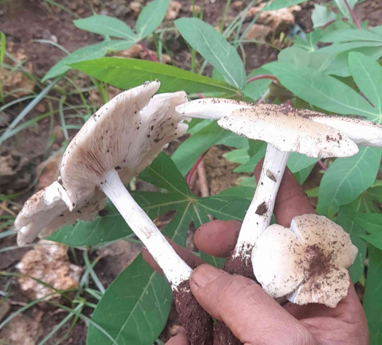 Pumanu, jamur bulan yang rajin tumbuh di musim hujan (dok pribadi)