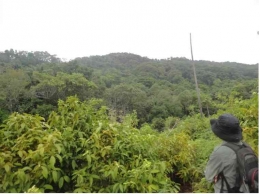 Kondisi hutan di Pulau Pejantan (Sumber: Dokpri)