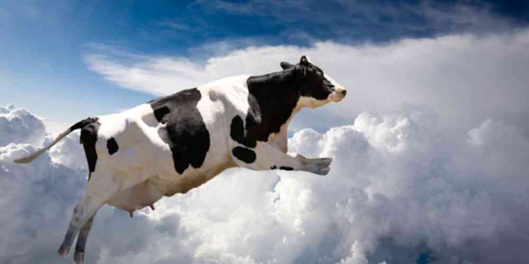 Flying Cow (newsinlevels.com)