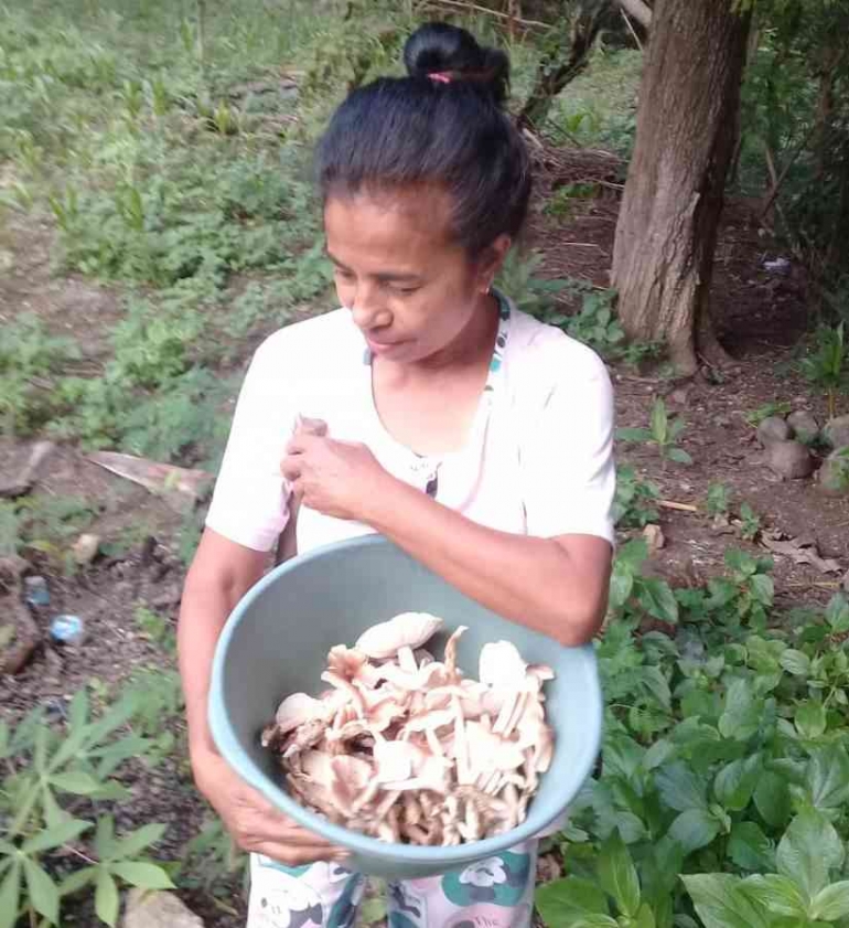 Pumanu bisa tumbuh dalam jumlah puluhan hingga ratusan dalam satu bidang tanah (dok foto: Mery Nafanu)