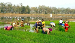 Benih/bibit padi hibrida, solusi peningkatan produksi beras (Dokpri)