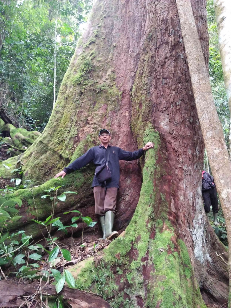 Kayu Teman (Shorea sp) dalam Hutan Lindung Bukit rigis (doc. Rasna)