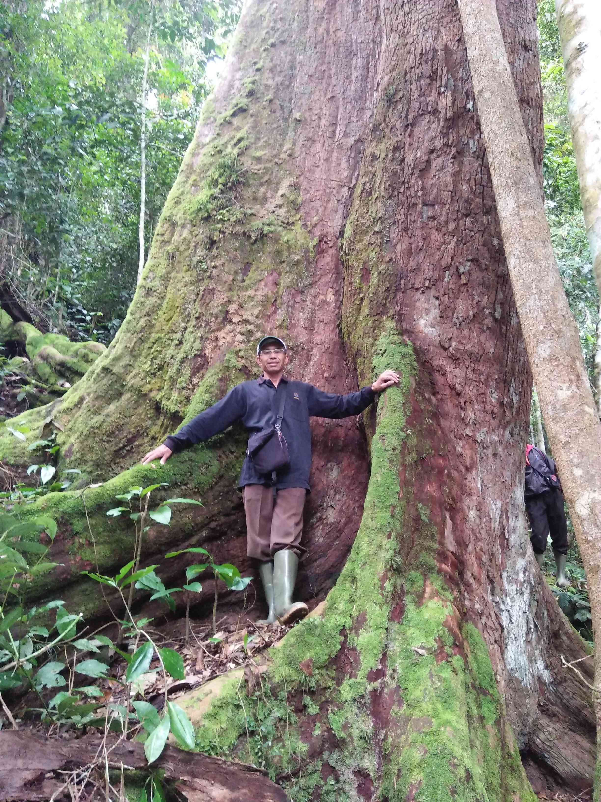 Kayu Teman (Shorea sp) dalam Hutan Lindung Bukit rigis (doc. Rasna)