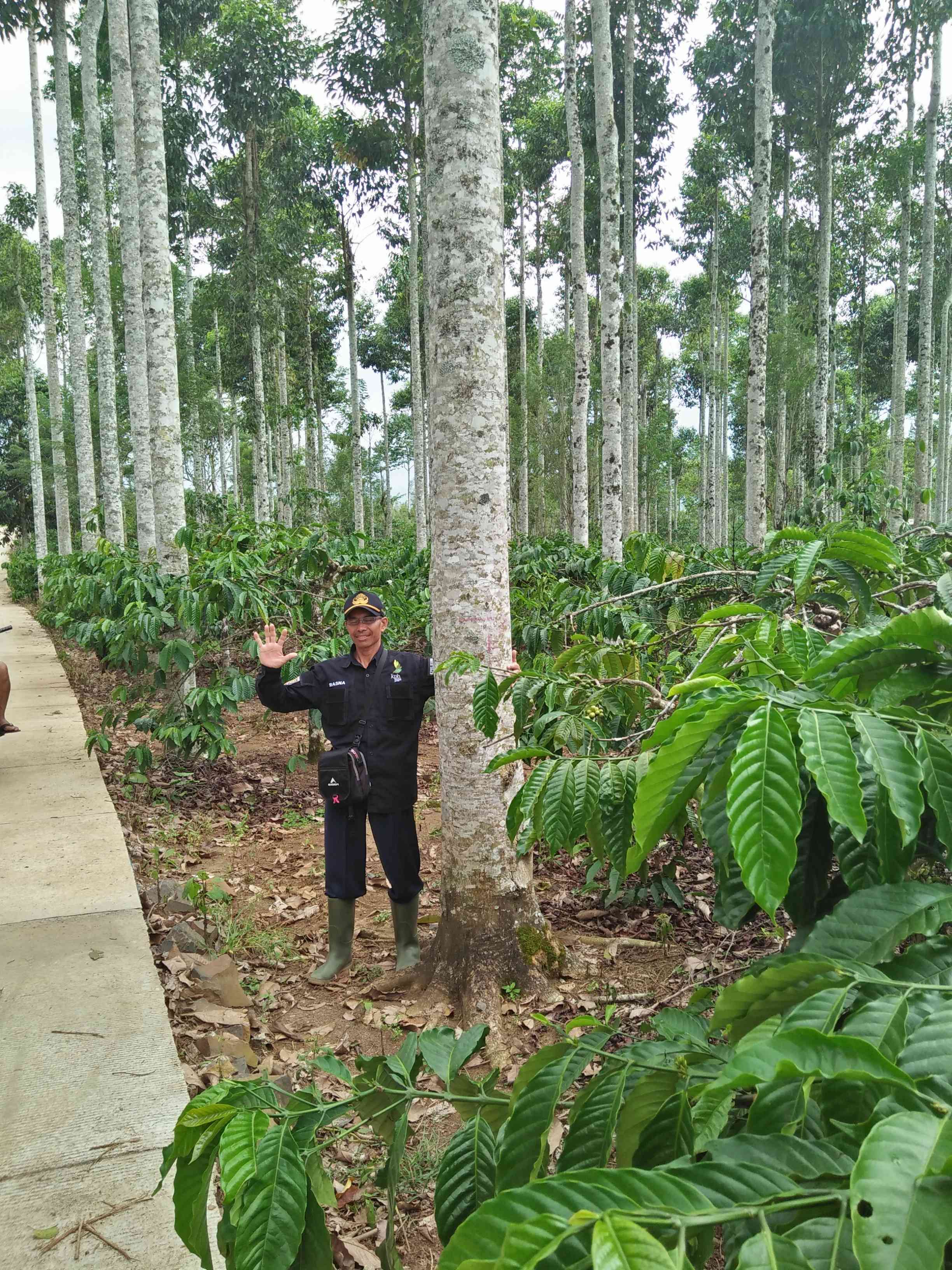 Tanaman Kayu Cempaka milik warga desa Pura jaya (doc. Rasna)