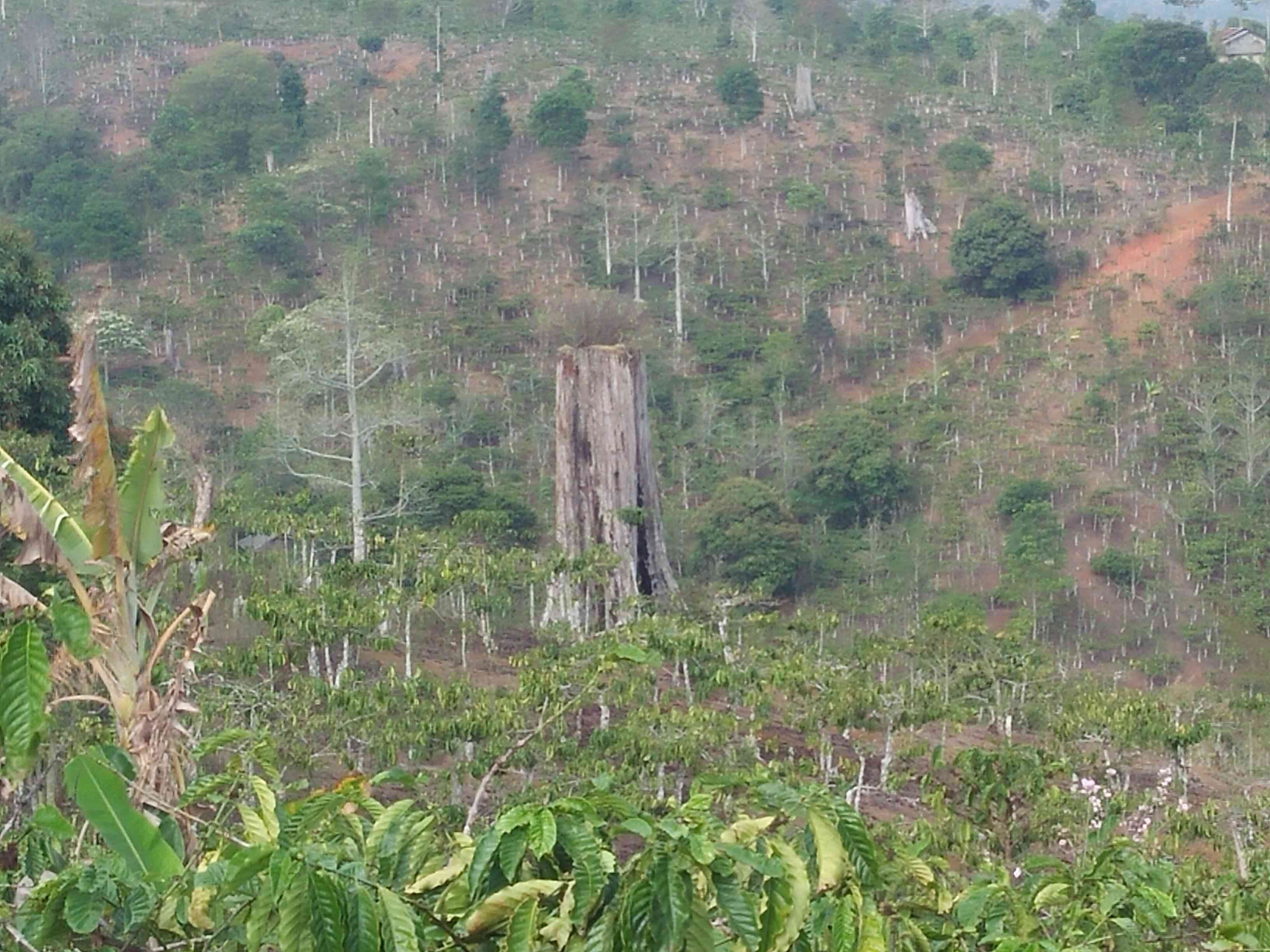 Nasib Kayu tenam Tinggal tunggul di tengah kebun kopi Milik warga (doc. Rasna)