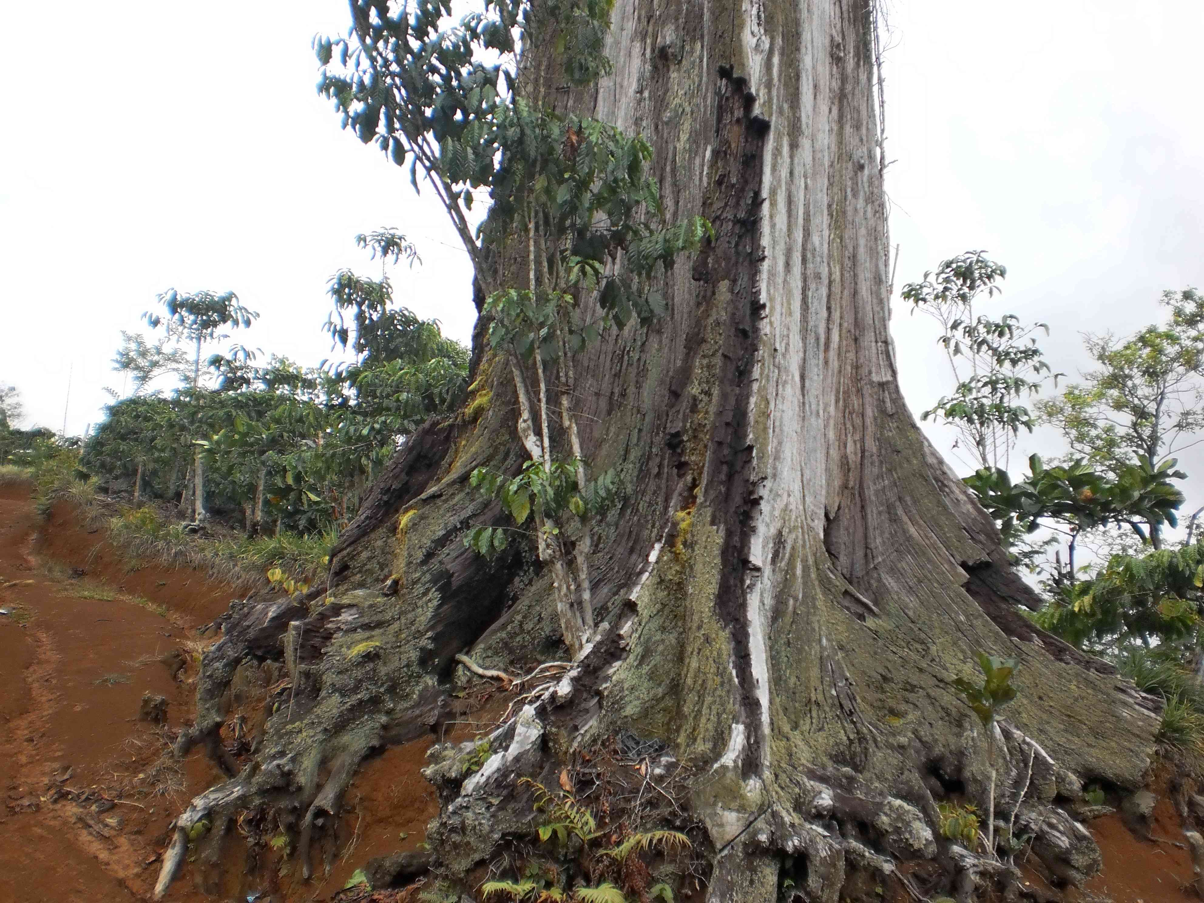 Tuggul Kayu Tenam masih berdiri tegak walau sudah di tebang puluhan tahun (doc. Rasna)